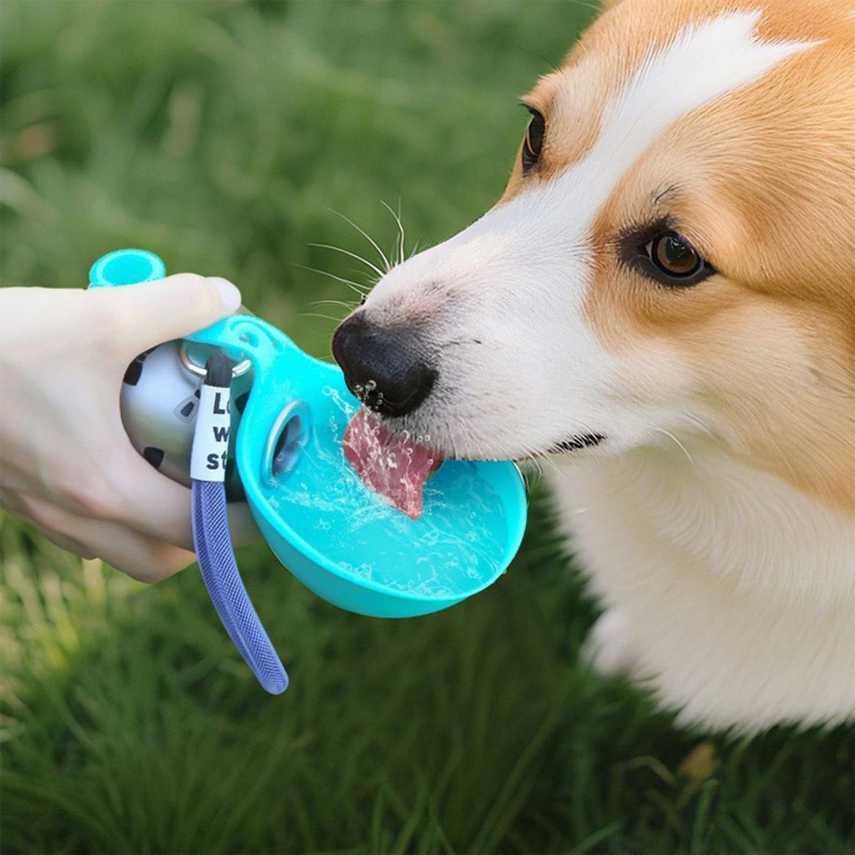 A corgi drinking from the fold-out silicone bowl of the cyan stainless steel portable dog water bottle, held in one hand on grass